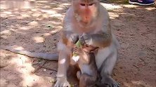 猴仔生怕猴妈不给它吃，居然跟猴妈争抢起来了