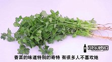 香菜这样储存，放一整年都翠绿新鲜！不怕冬天涨高价，省钱又实用