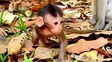 猴仔实在太小了，路都走不稳了