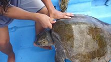 海龟被渔网缠住勒伤了脖子，好心人帮它解开上药，然后放回海里