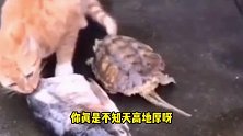 爆笑：这狗子也太丧心病狂了，把鸡给秃了！