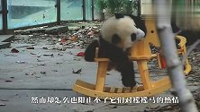 熊猫宝宝拿妈妈当摇摇马，谁知被妈妈甩了下去，下一秒千万别笑