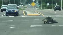 女子驾车发现一条“毛毯” 横过马路 靠近一看竟是巨型鳄鱼