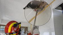 四川眉山：三条大蛇藏身居民家中 消防火眼金睛快速抓捕