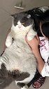 捧你在手心，软绵绵的胖子肥猫你好2020