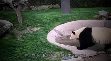 为啥熊猫咬人后会绝食？因为内疚吗？饲养员告诉你原因！
