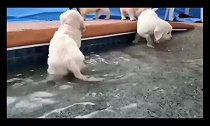 一群小金毛水里乱扑腾，场面混乱萌翻天，最终爱上了游泳