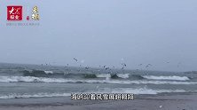 白雪覆盖沙滩,海鸥浪尖起舞!看,这是雪中烟台的海边