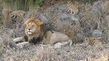 “荣耀石”下，狮王巡逻领地归来，和幼崽们打成一片