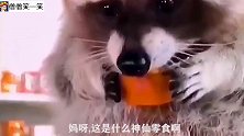 二哈罢工不干了该怎么处置，当然是把它送到狗肉馆啦