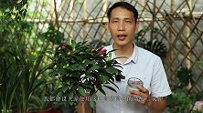 每7天给茶花喝一小杯这种“水”，花朵更大，品质更高