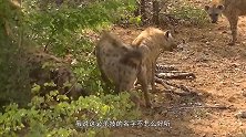 鬣狗为什么会“掏肛”真正目的被揭开，真相令人胆寒