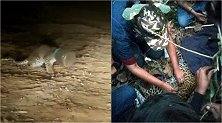 印度一豹子头被卡在塑料罐中 救援人员花两天搜救