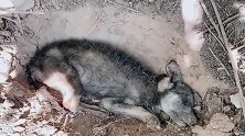 流浪狗厌恶了这个世界，自己挖了个坑躺在里面