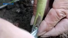 嫁接技术分享，秋季嫁接最适合的方法之一，简单易学