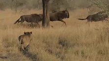 狮群合作捕猎角马—角马只知道逃跑却从不知道反抗