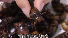 夏季喜欢吃知了猴的要注意，这种知了猴不能吃，早些叮嘱身边人