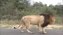 五头巅峰大黑鬃雄狮，走在公路上，实在是太拉风了