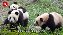 全球唯一被遣送回国的大熊猫！退货原因哭笑不得：吃货，养不起了