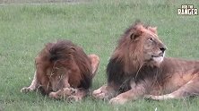 东非14岁老雄狮罗帕和欧罗巴—诺迟父子同时代的活化石雄狮联盟