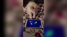 低着头玩游戏的猫咪，看这认真的小模样，可真是可爱呢！