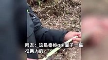 男子秦岭偶遇野生大熊猫：放屁都是竹子的清香，非常警觉但完全无视我们