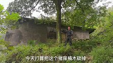 农村智哥把老家30多年的猪屎楠木树砍了,要是金丝楠木就值钱了