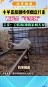 小羊羔后腿残疾倒立行走被起名“羊坚强”，主人：它的精神感染到大家 感动