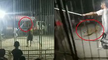 马戏团老虎表演时跳笼“出逃”下落不明 警方：老虎已找到没伤人