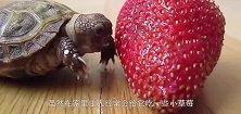 一小伙给乌龟装了四个轮子，乌龟：做梦也没想到有一天能跑这么快