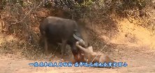 年迈狮子被逐出狮群，最后一次捕猎被野牛无情蹂躏，镜头记录全程