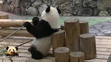 熊猫宝宝背靠木桩啃竹棍儿，超萌小短腿儿怎么能这么可爱？