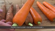 超市的胡萝卜为什么干净又光滑？老菜农说漏嘴，看完涨知识了！