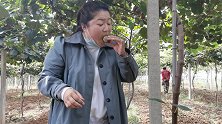 农村体验采摘猕猴桃，果肉细腻，汁多味甜，咬一口甜到心尖