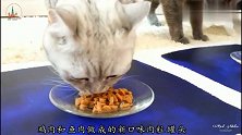 鸡肉和鱼肉混搭的新猫粮,猫咪吃到不愿抬头
