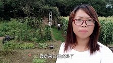古城墙上长满了霹雳果，台湾卖到200元一斤，这里随便摘