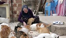 土耳其一63岁老太主动照顾街区流浪猫 给70只猫喂食