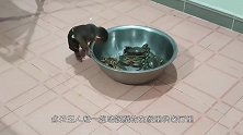 猴子对螃蟹很好奇，趁主人不在家戏弄螃蟹，场面很是爆笑