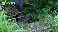 未来2年的农村，将会出现大型“聚宝盆”，马云早已给出暗示