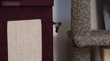 躲在角落里的猫咪，看这可爱的眼神，真是太搞笑了吧