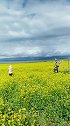 青海湖九月的油菜花