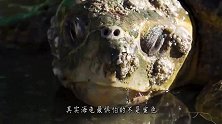 海龟最怕的不是鲨鱼，而是这种“东西”，遇见就只有等死！