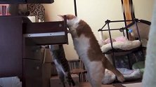 猫咪又在弄我的储物柜，里面没有你要的小鱼干