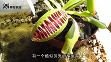 是个狠人！捕蝇草连针都敢夹，下一秒捂住眼别看