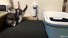 小奶猫爬上猫砂盆想上厕所，结果脚下一滑，狼狈的摔了进去