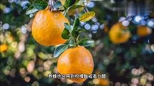 养蜂为什么要饲喂柠檬酸或白醋？应该怎样正确饲喂？