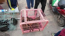 河南农村狗市，大爷的马犬卖了几个会，一条都没卖出去，马犬凉了