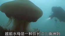 动物界的奇闻：带鱼为什么这么难捕，为什么不能靠近水母
