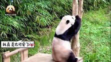 熊猫园欣吃完手手又开启蹭痒，无论如何都不让围观的韩国游客失望