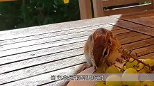 花栗鼠偷吃葡萄，塞到嘴巴里准备打包带走？这动作成精了啊！